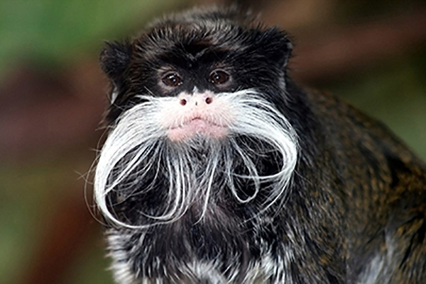 Emperor Tamarin Monkeys